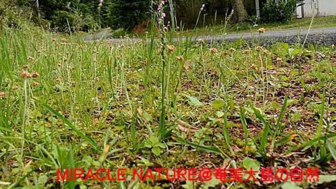 会社の敷地にナンゴクネジバナ