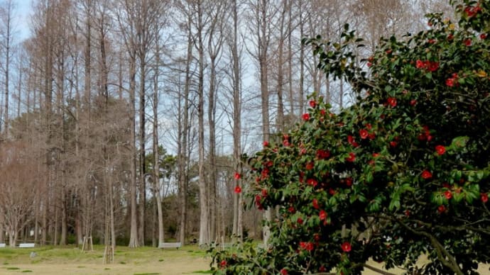 * 長居植物園 (その3)16日 *