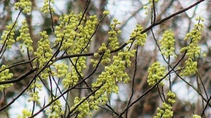 早春の樹木花（２）