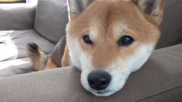 アゴのせ♪