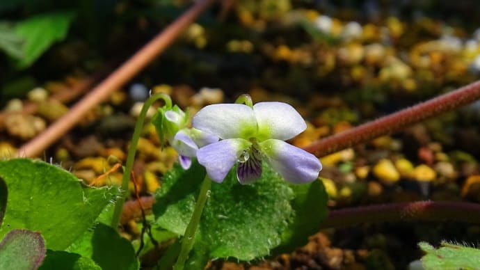 近寄れば、山野草のもう一つの顔が見えてくる、かも。。。