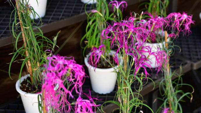 ◆伝統の「ナデシコ」(くらしの植物苑)