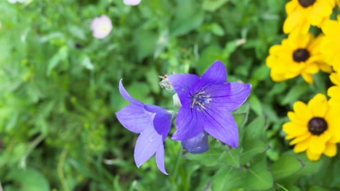 キキョウ 9月12日の誕生花 花言葉を学ぶ Aiグッチ のつぶやき キキョウ 9月12日の誕生花 花言葉を学ぶ Aiグッチ のつぶやき