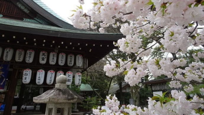 白峯神宮・左近の桜と崇徳天皇欽迎之碑　＠　京都妖怪探訪（４８０）
