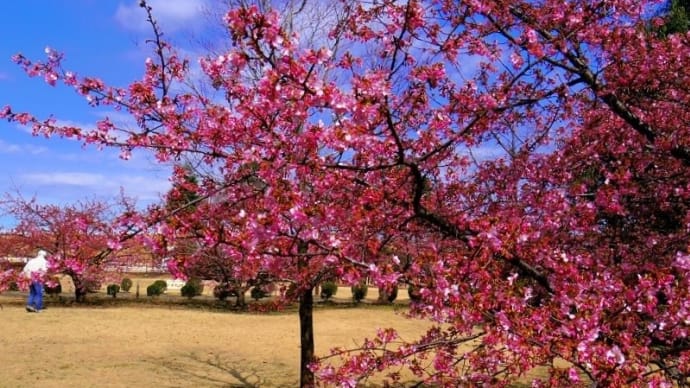 「県立相模原公園」の「河津桜」満開域となる!!