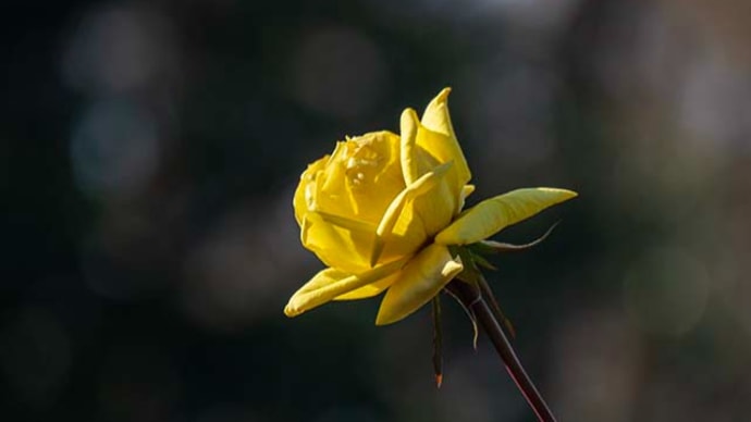神代植物公園 冬バラ