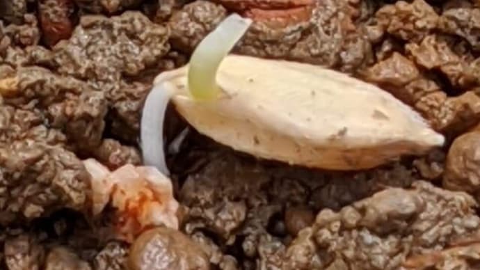 芽が先? 根が先?