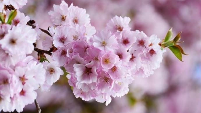 ハミングロードの桜