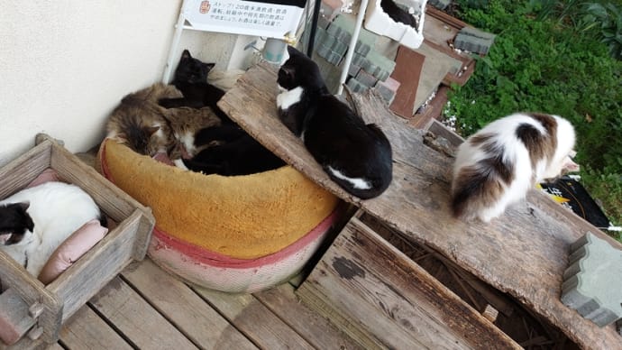 田代島の猫達