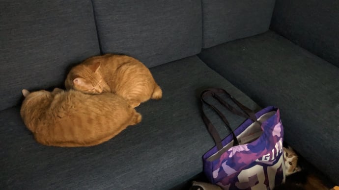 ピノのかくれんぼ+お仕事について。