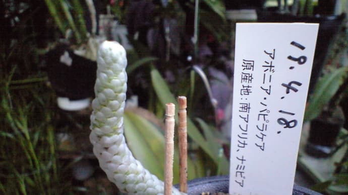 枯れずに夏を越してくれたが・・・・