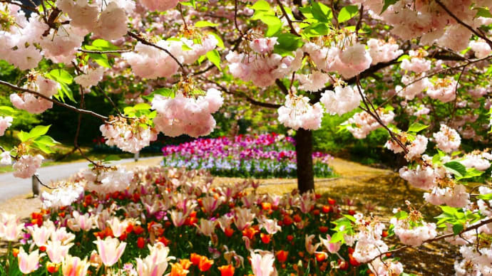 とっとり花回廊の桜 過去写真分