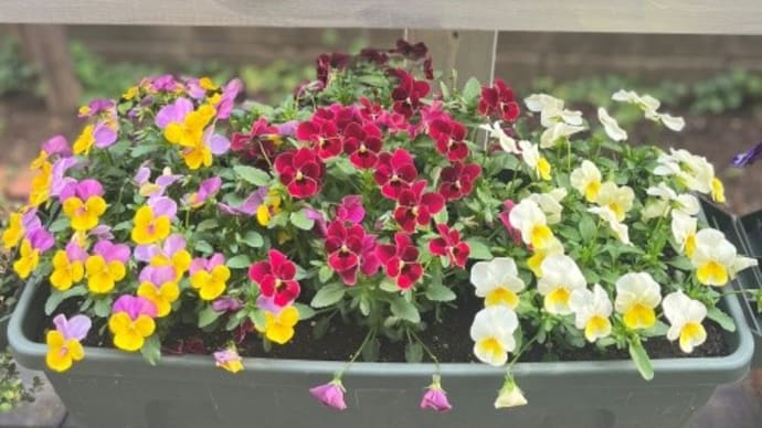 バイオスティミュラント活力液でお花元気に♪