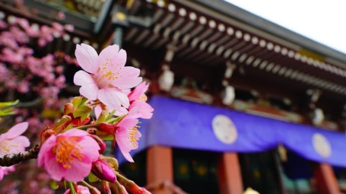 東京大仏とカワヅザクラ(赤塚山乗蓮寺 2025.3.15撮影)