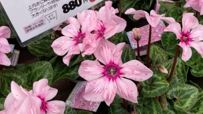 シクラメンの花が上を向いてる!