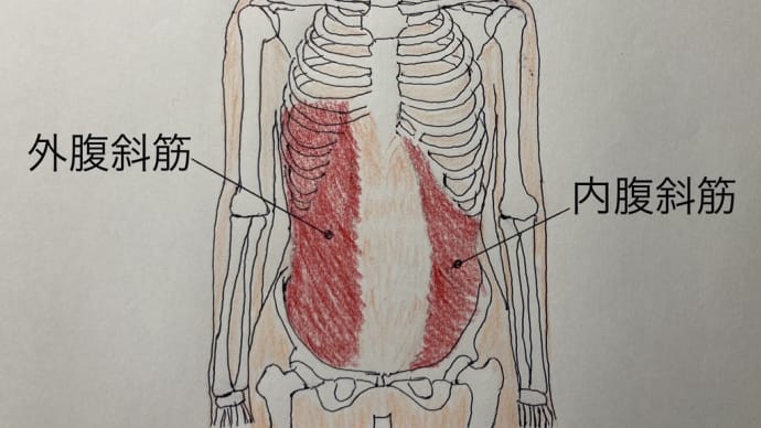 秋に弱る大腸とその関係筋肉