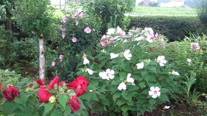 巨大なアメリカフヨウ・・・盛夏を飾る。