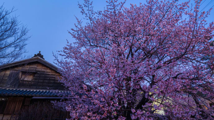 原田邸の蜂須賀桜