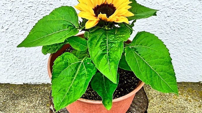 ミニ・ヒマワリ「スマイルラッシュ」が、発芽後60日で開花しました