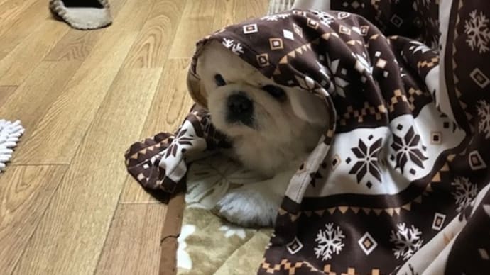 今年も炬燵の季節がやってきた♪ #pekingese