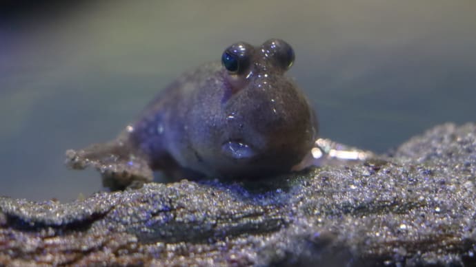 名古屋港水族館・・