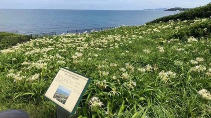 夏井ヶ浜のハマユウ