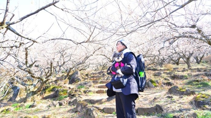 犬と筑波山でお花見登山(その1)♪