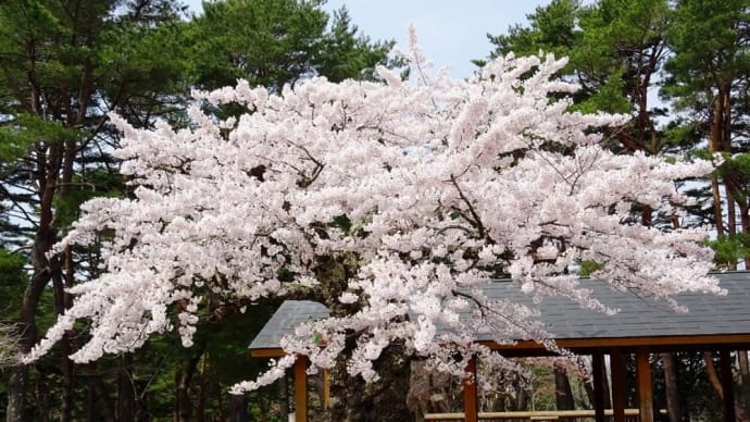 「函館見晴公園(香雪園)」①思い出の道南桜
