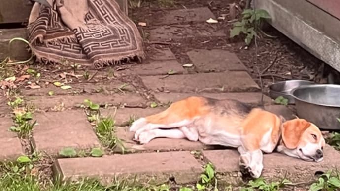 暑い日