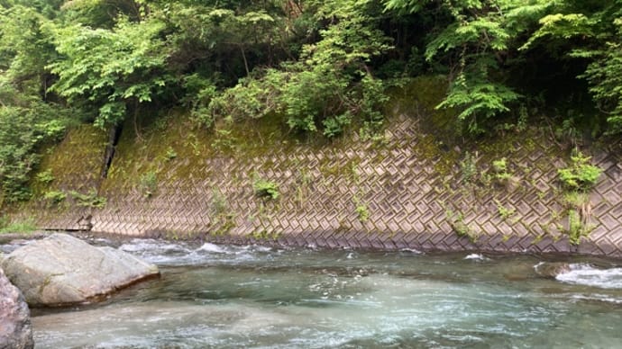道志川あゆ解禁