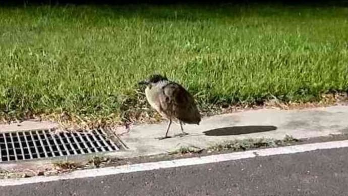 鳥肌が床にある