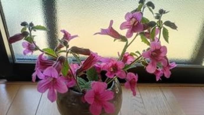 咲いた、咲いた!