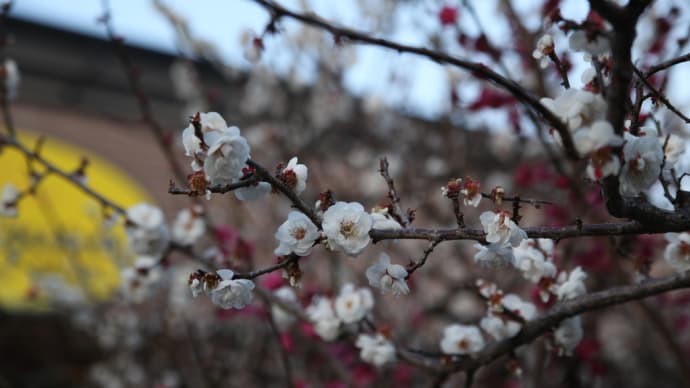 春の散歩で路地に咲く花