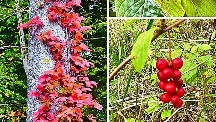 秋の山の風景（1）： ツタウルシの「紅葉」と小さな黒赤白の「果実」