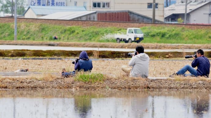 朱鷺とカメラマン