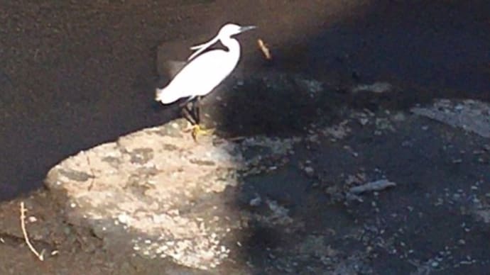 コサギとダイサギ