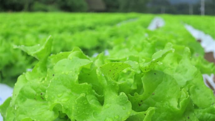 鮮度抜群!北杜市の高原野菜・今が旬。