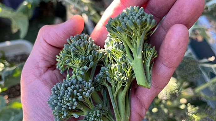 ブロッコリーたちの側蕾花を収穫!