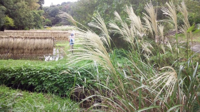 谷戸山公園の田んぼ周辺の植物