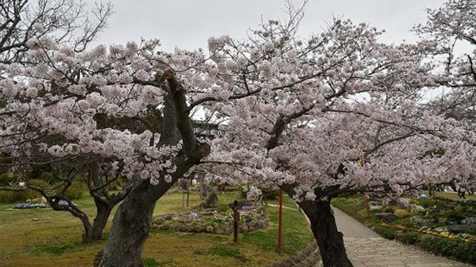 日岡山公園 桜 2017