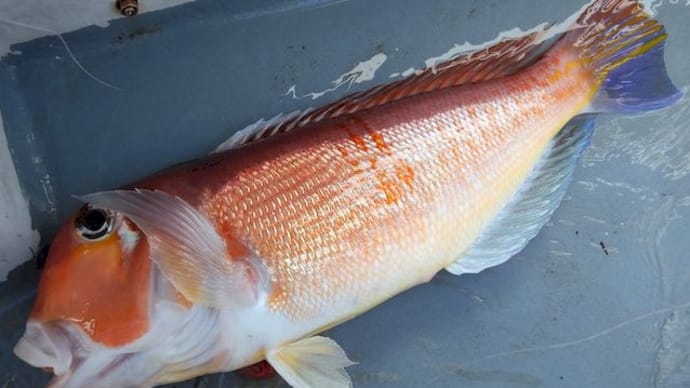 作ったようなエンディング、葉山沖のアマダイ