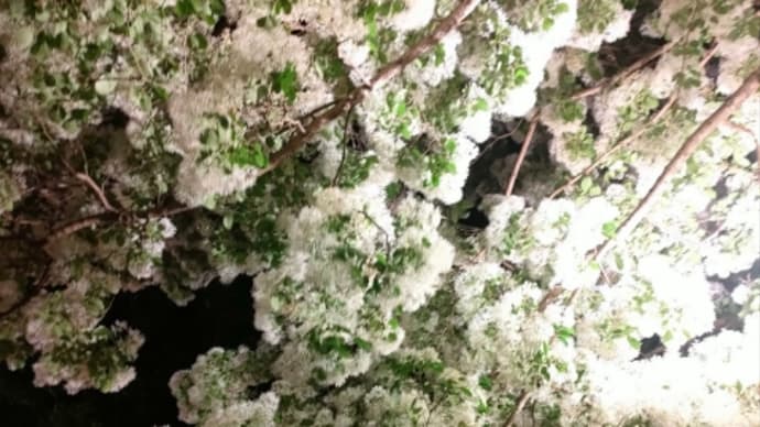 ジム活帰り 夜10時の鴻神社 なんじゃもんじゃの木