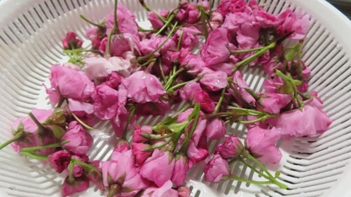 桜の塩漬けと雑記