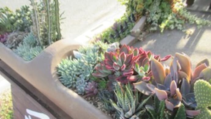 多肉植物の花が・・・ & ネモフィラ & 残業でした!!