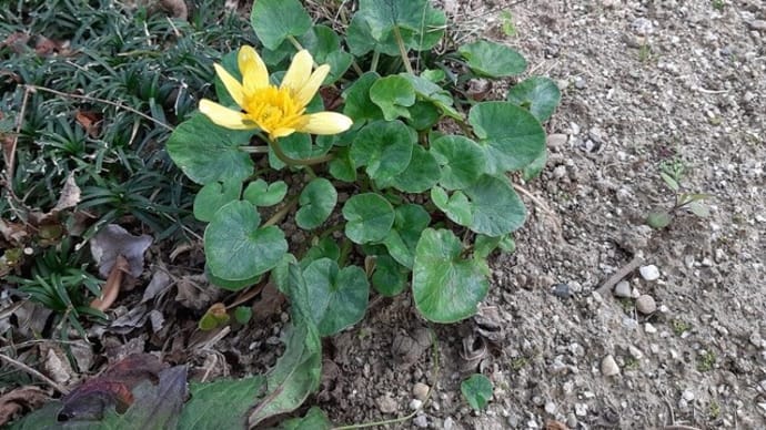 3月のニット教室&リュウキンカ