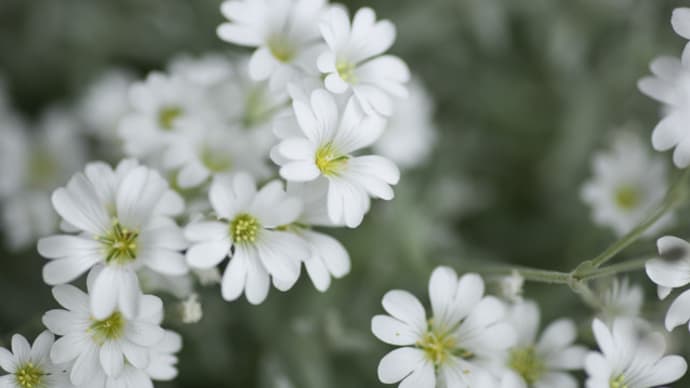 タネから育てたセラスチウムと5月中旬に咲いている白い花たち