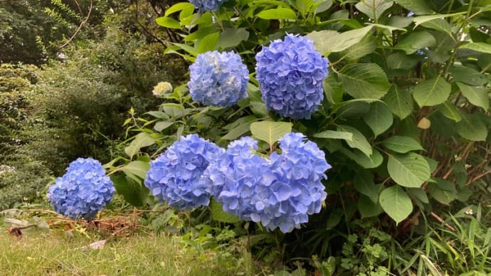 ハートの紫陽花探し、順調!