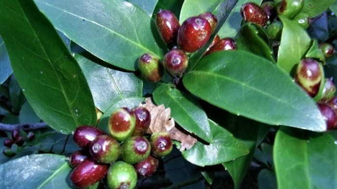 アオキ（青木）の実・カナメモチ（要黐）の冬芽・フタスジヒラタアブの幼虫・俳句鑑賞