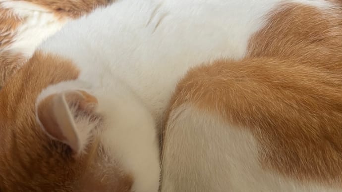 猫の吐血