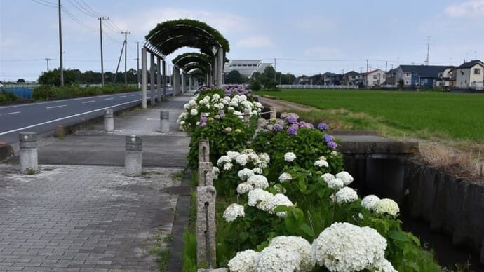 あじさい狩り　埼玉県加須市騎西　騎西あじさい祭り：ふじとあじさいの道（1）町道212号線